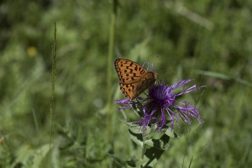 Argynnis adippe
